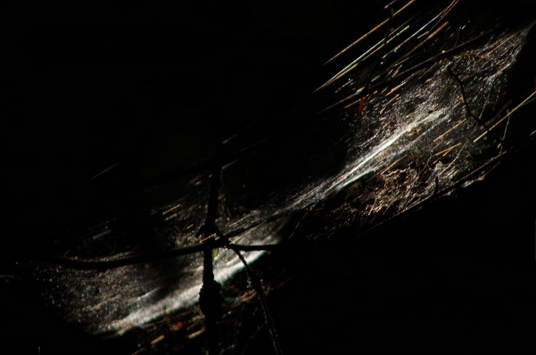 Webbed in the Dark